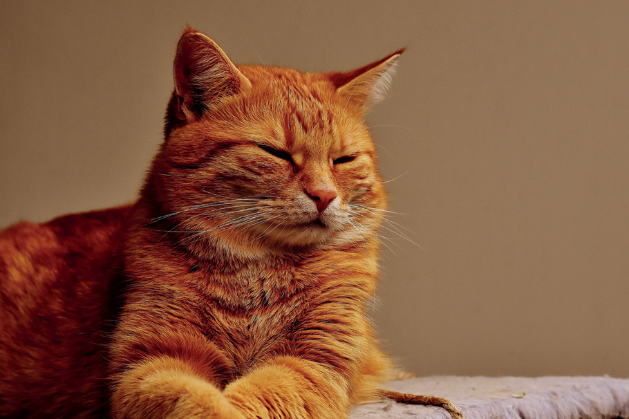Kitty
