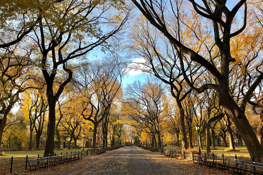 Trees